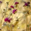 Knautia macedonica CS9 - Varfű