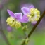 Thalictrum delavayi - Szárnyastermésű borkóró