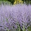 Perovskia atriplicifolia CS14 - Sudárzsálya