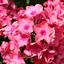 Phlox paniculata Sweet Summer Dream CS14 - Rózsaszín bugás lángvirág