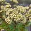 Sedum telephium Hab Grey - Kárpáti varjúháj
