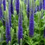 Veronica sp - Kék macskafarkú veronika