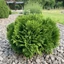Thuja occidentalis Danica K2 - Törpe gömbtuja