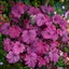 Heuchera micrantha - Vörös levelű tűzeső