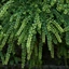 Lonicera nitida Maigrün CS9 - Örökzöld mirtuszlonc
