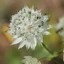 Astrantia major - Fehér völgycsillag