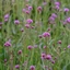 Verbena bonariensis Lollipop CS14 - Alacsony ernyős verbéna