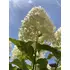 Kép 1/13 - A Limelight hortenzia bőséges virágzása.