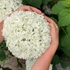 Kép 3/6 - Folyamatosan hozza szabályos virágait a Strong Annabelle cserjés hortenzia..