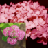 Kép 10/11 - A Pink Annabelle virágzata közelről. 
