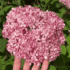 Kép 7/11 - A Pink Annabelle virágmérete a kézfejhez viszonyítva jól látszódik.