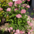 Kép 3/11 - A rózsaszín cserjés hortenzia kinézete június végén.