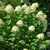 Kép 2/3 - Bobo bugás hortenzia virágzása. 
