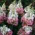 Kép 2/3 - Candlelight bugás hortenzia nagy virágai. 