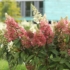 Kép 3/3 - A Candlelight hortenzia rózsaszínre változó virágai. 