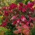 Kép 2/6 - Pirosra változó bugás hortenzia virágoka Wim's Red bugás hortenzián.