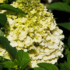 Kép 1/4 - A Living Sugar Rush virágzata fehér színben heteken át díszít.