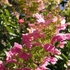 Kép 4/6 - A nyár végi Tardiva bugás hortenzia virágzata.