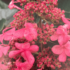 Kép 2/8 - A Living Infinity® bugás hortenzia mélyrózsaszín virágszíne a virágzás végén.