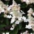 Kép 7/8 - A Living infinity® bugás hortenzia virágai eleinte fehér színűek. 
