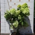 Kép 2/10 - Júliusban már teljes virágzásban lévő Limelight bugás hortenzia.