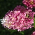 Kép 2/4 - Őszre a Magical Candle bugás hortenzia teljesen rózsaszínűre vált.