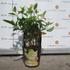 Kép 2/4 - Hydrangea paniculata Phantom 12 cm-es cserépben telephelyünkön szeptemberben. 