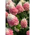 Kép 3/7 - Teljes virágzásban látható Pinky Promise bugás hortenzia.