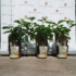 Kép 3/3 - Hydrangea paniculata Silver Dollar szeptember közepén kertészeti webáruházunk telephelyén.