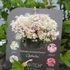 Kép 3/5 - A Switch Ophelia hortenzia címkéje.