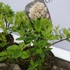 Kép 4/5 - Switch Ophelia hortenzia lombozata közelről.