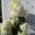 Kép 6/7 - Teljes virágzásban a Vanille Fraise hortenzia.