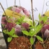 Kép 10/11 - A Vanille fraise bugás hortenzia friss levelei közelről.