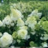 Kép 4/7 - A Vanille fraise bugás hortenzia virágai júliusban, telephelyünkön.