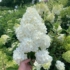 Kép 5/7 - Közeli képen a Vanille Fraise hortenzia virága, júliusban.