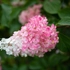 Kép 3/6 - Színváltás közben a Pink Diamond virága.