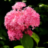 Kép 1/11 - A Pink Annabelle formás, rózsaszín virága.