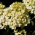 Kép 1/7 - A Bobo bugás hortenzia hosszasan díszítő virágzata.