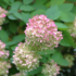 Kép 2/7 - A Bobo bugás hortenzia hófehér virágai a hetek múlásával rózsaszínűre változik.