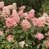 Kép 2/7 - Csodás, dús virágokkal heteken át díszít a Vanille Fraise bugás hortenzia.