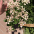 Kép 5/6 - A Switch Ophelia bugás hortenzia virágzása.