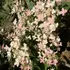 Kép 1/5 - Switch Ophelia bugás hortenzia csipkeszerű színváltós virágzata.
