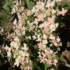 Kép 6/6 - A Switch Ophelia különleges csipkeszerű virágzata.