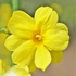 Kép 1/11 - Jasminum nudiflorum sárga virága.