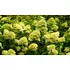 Kép 7/13 - Hatalmas virágokkal díszítő Limelight hortenzia.
