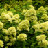 Kép 7/10 - A Limelight hortenzia zöld színű állapotban lévő virágai.