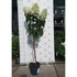 Kép 3/5 - Hydrangea paniculata MT60 Silver Dollar hortenzia fa szeptemberi állapota kertészetünkben. 