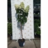 Kép 3/4 - Hydrangea paniculata MT60 Silver Dollar szeptemberi állapota kertészetünkben. 