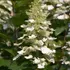 Kép 3/5 - Fehér virágokból tevődik össze az Angel's Blush hortenzia bugája.