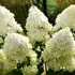 Kép 1/3 - Living Cotton Cream hortenzia fa hatalmas, krémfehér, kúp alakú virágai.